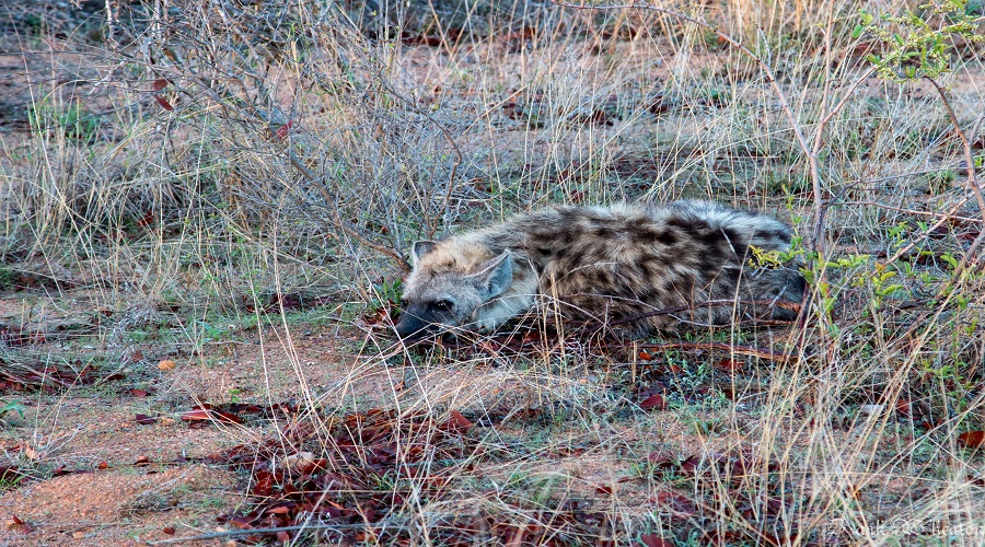 Discover Budget-Friendly Tanzania Safari Tours